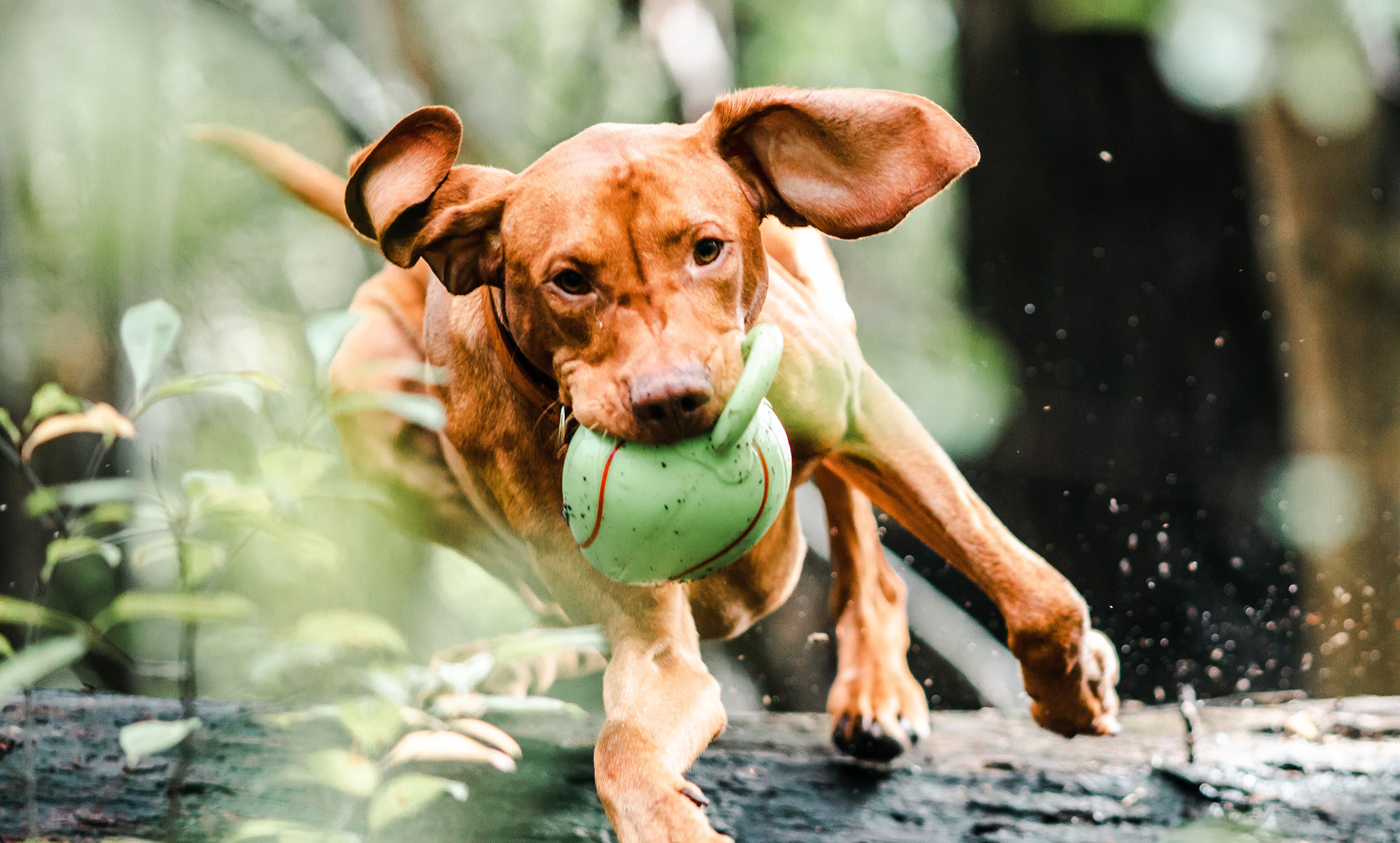 Dog running with a toy outdoors